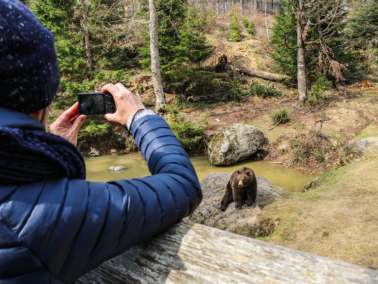 Mann fotografiert einen Bären im Nationalpark Bayerischer Wald